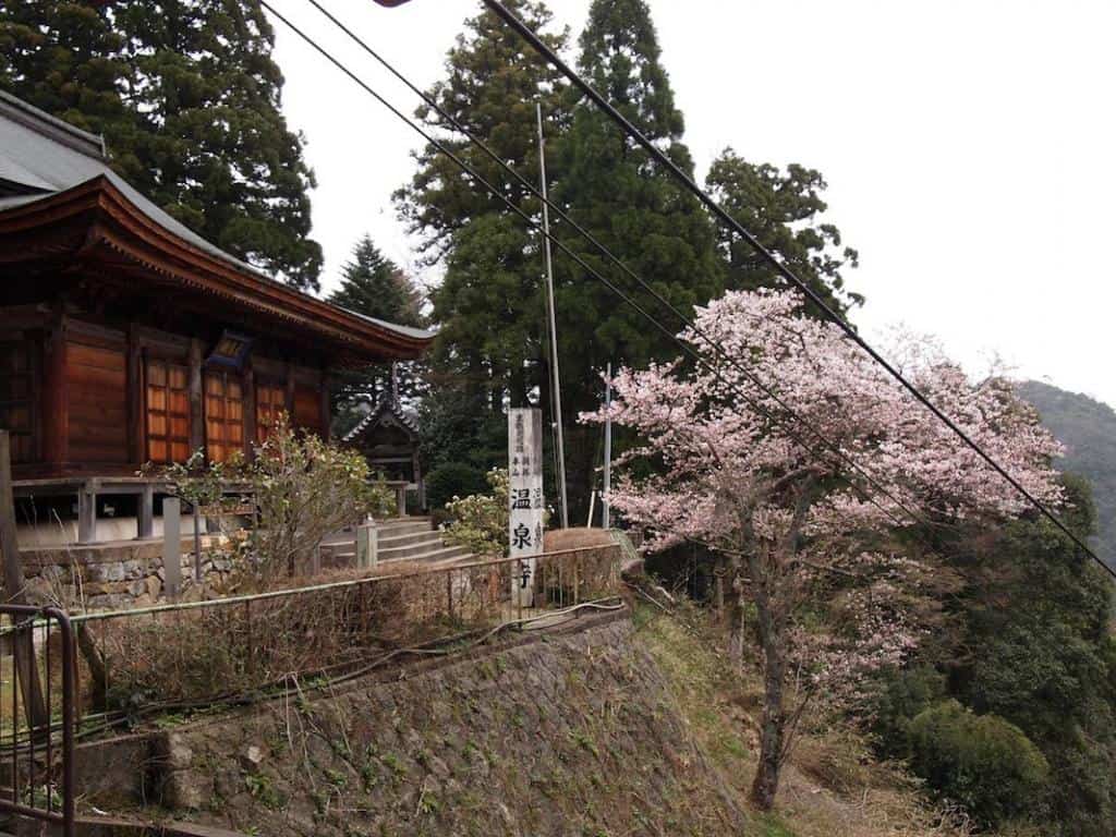日本城崎温泉，在樱花下泡汤