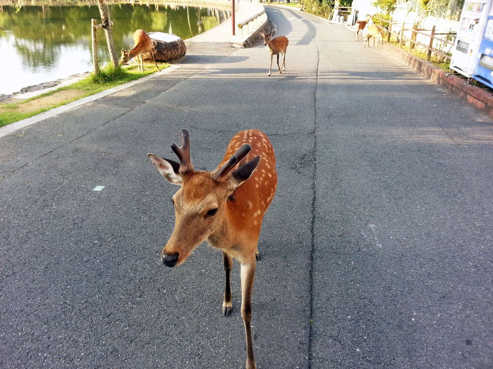 走在奈良大街，随时都会和梅花鹿相遇。