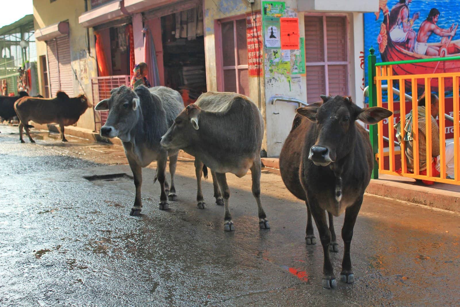 抵达瑞诗凯诗的清晨，寻觅住宿的当儿与牛牛相逢。神圣的牛随处可见，却比瓦拉纳西少。