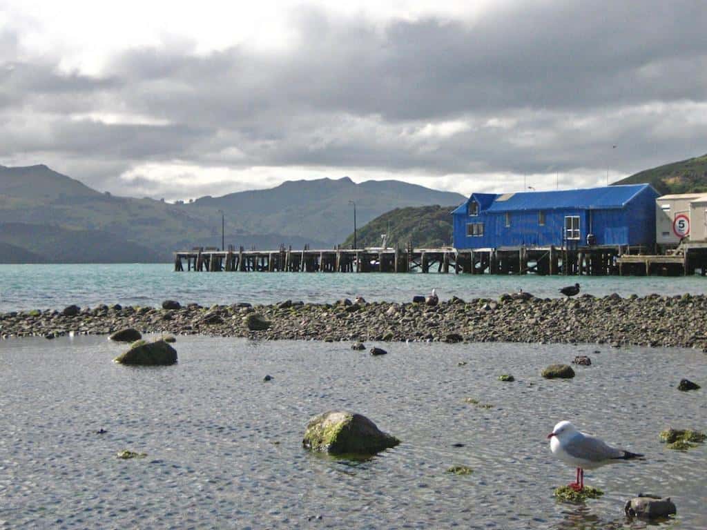 打工度假系列：纽西兰阿卡罗阿，漠视是罪过