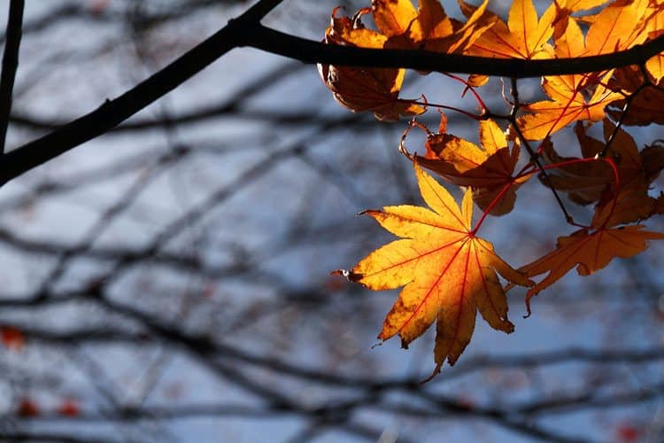 秋季，日本日光，希望之旅