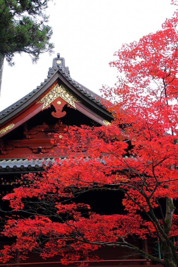 秋季，日本日光，希望之旅