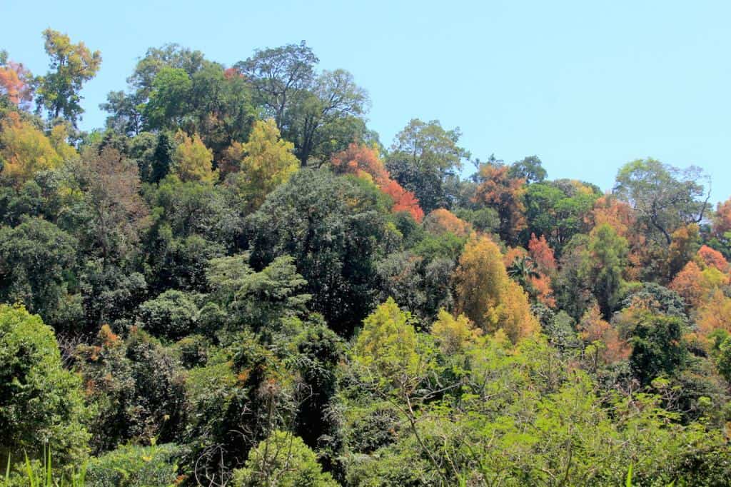 雨林的“秋天景色”。