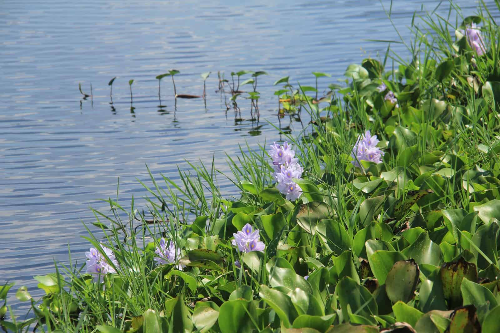 湖面上长出各种浮生植物。