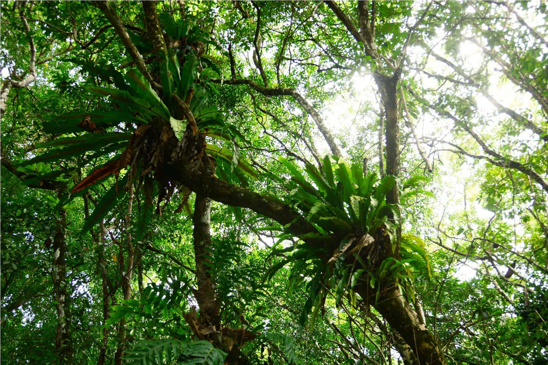 Bigfoottraveller.com｜砂劳越巴哥国家公园｜热带雨林里初始的呼唤