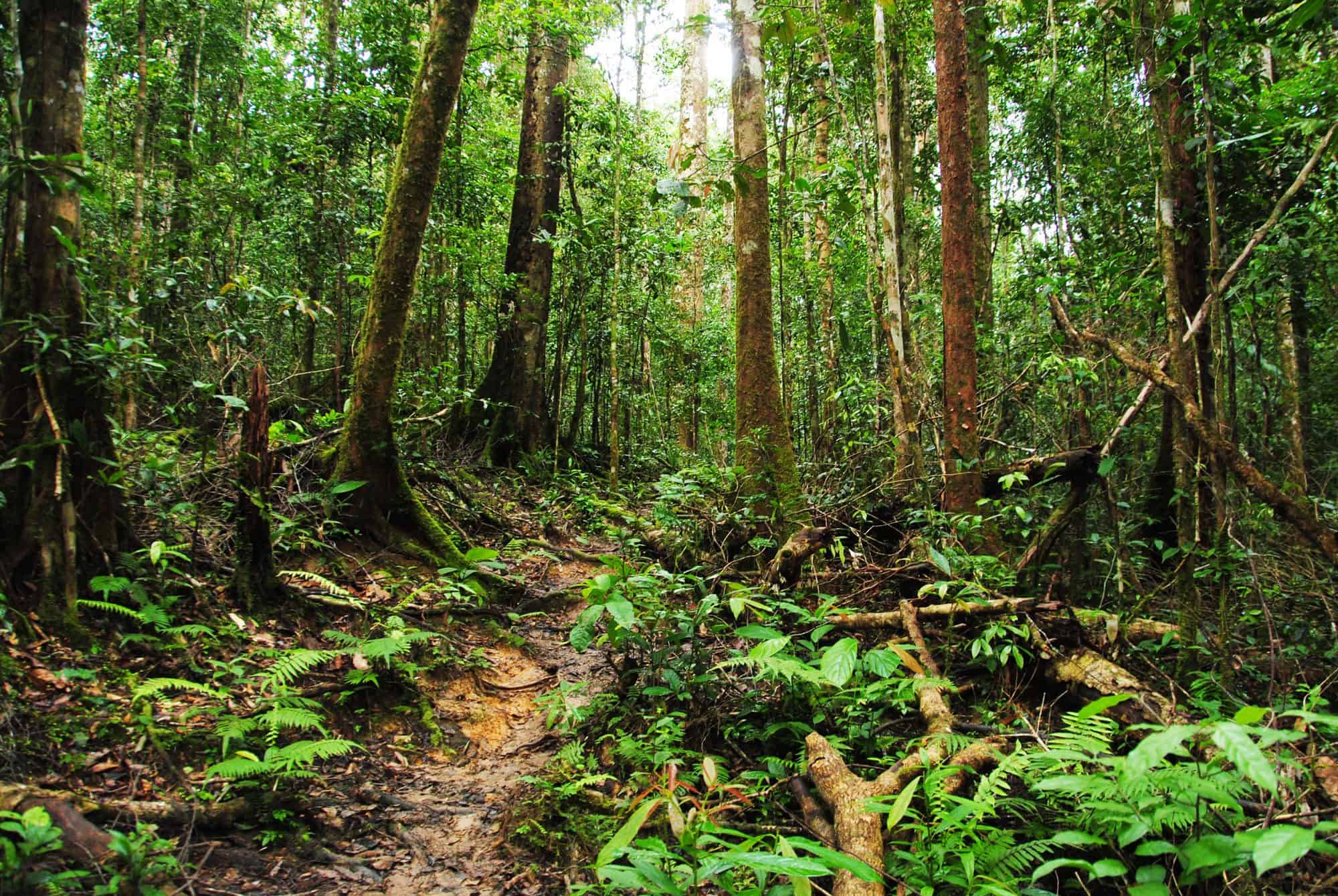 Bigfoottraveller.com｜马来西亚婆罗洲｜深藏热带雨林里的高原文明