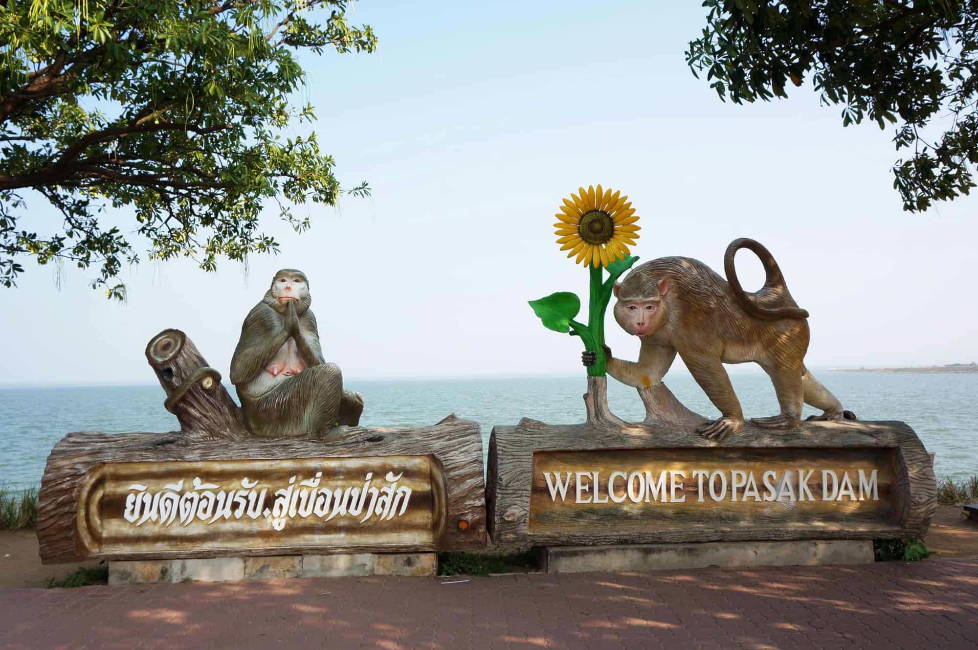 Bigfoottraveller.com l 泰国Saraburi：在开满太阳花的原野奔跑