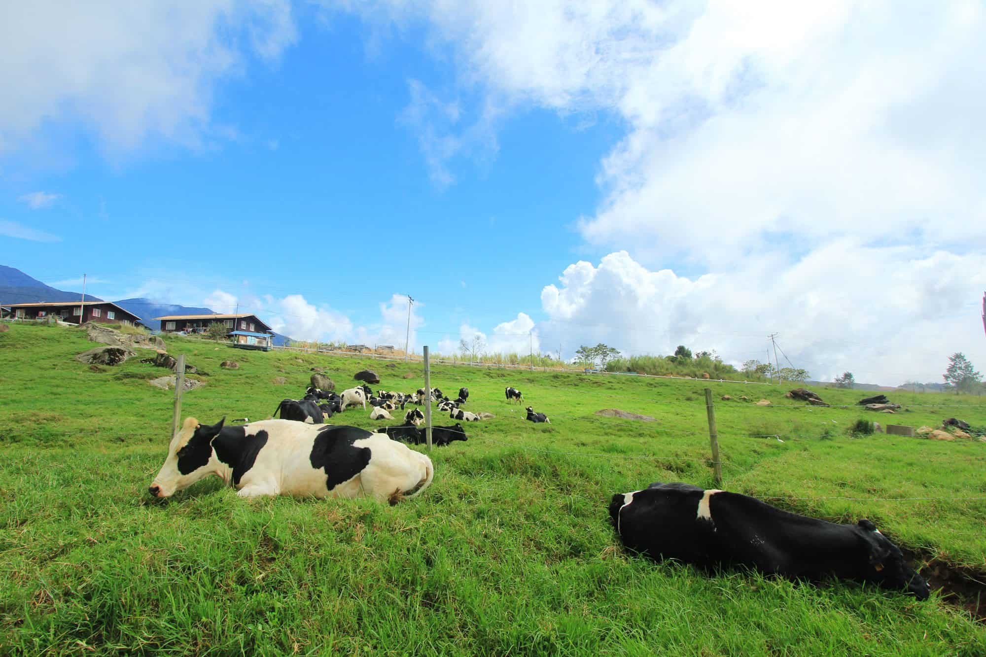 Desa Dairy Farm里“纽西兰式”的招牌风景。